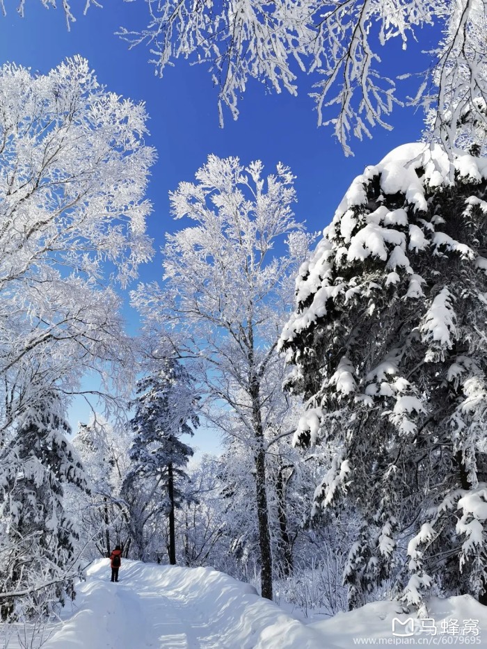 今年冬天东北的雪特别大,想去伊春看雪,看雾凇,会受影响吗?